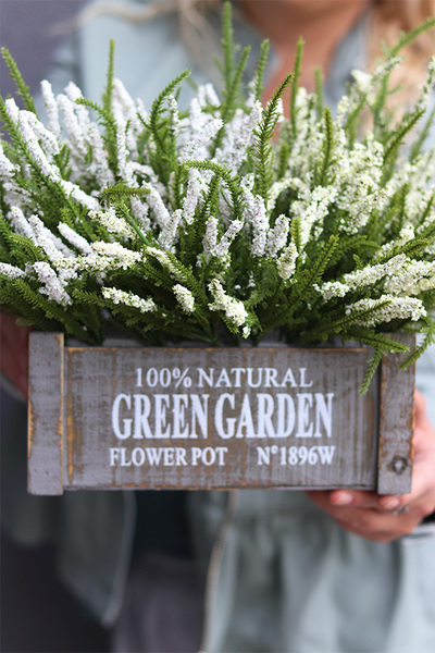 Wrzosowisko Green Garden, wrzosy w skrzynce, białe