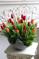 Tulippe Volcan, kompozycja nagrobna w misie, wys.46cm