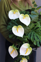 Anturium Volcan White, nowoczesna kompozycja nagrobna