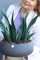 Sansewieria Concrete, roślina sztuczna w donicy