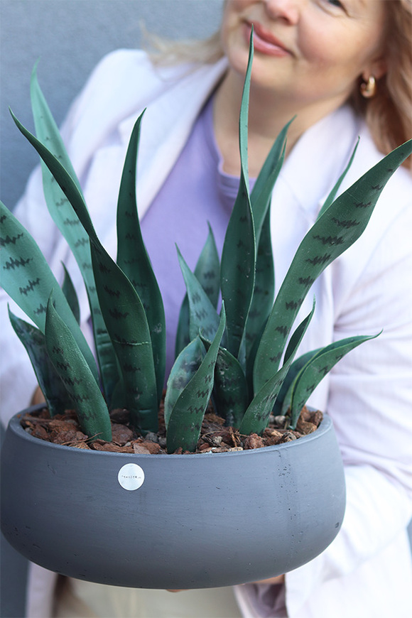 Sansewieria Concrete, roślina sztuczna w donicy