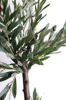 Oliwka Bolonia, sztuczne drzewko w osłonce