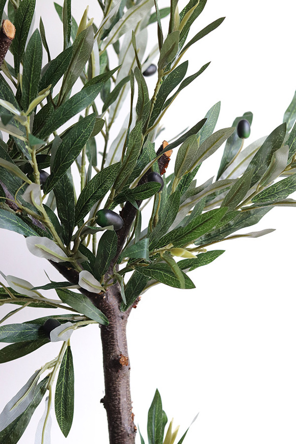 Oliwka Bolonia, sztuczne drzewko w osłonce