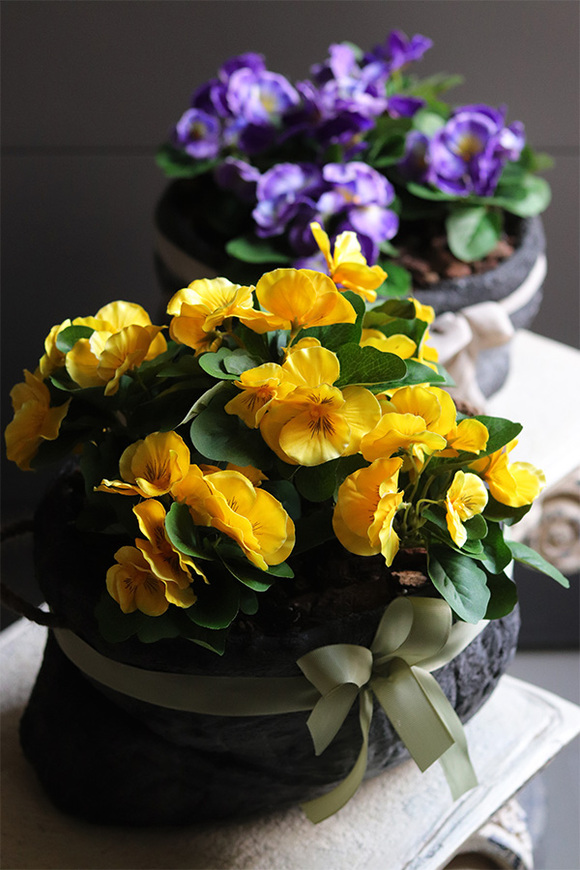 Anielska Wieś Volcan, fioletowe bratki w naczyniu