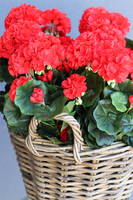 Czerwona Vilena, kosz z pelargoniami, wys.53cm 