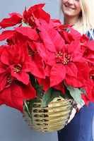 Gwiazda Betlejemska Goldimore A, wysokiej jakości sztuczna roślina, wym.60x51cm 