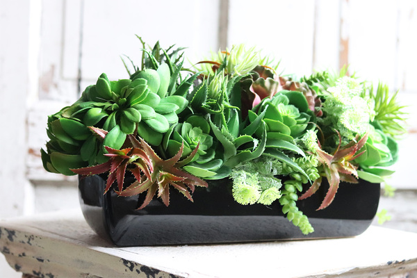 Cabro Black, kompozycja sukulenty w podłużnej donicy, wym.20x34cm 