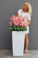 Pinke Mediolan, gumowy storczyk podłogowy w donicy