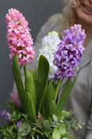 Hiacyntowo Gold, kompozycja z hiacyntów w złotej doniczce, wys.48cm 