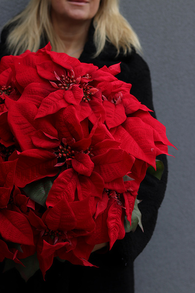 Gwiazda Betlejemska Klassika, wysokiej jakości sztuczna roślina