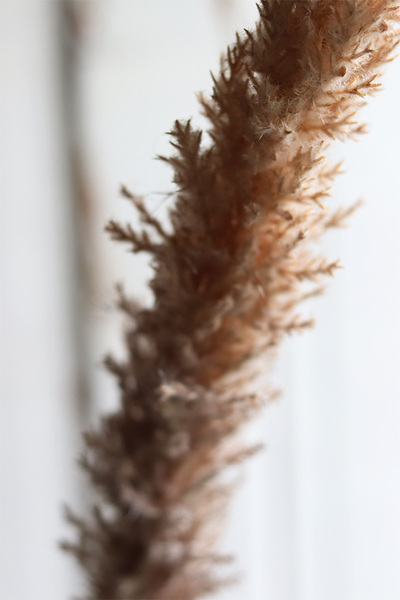 Boho Canadian, sztuczna trawa z piuropuszem, brązowa, wys.110cm