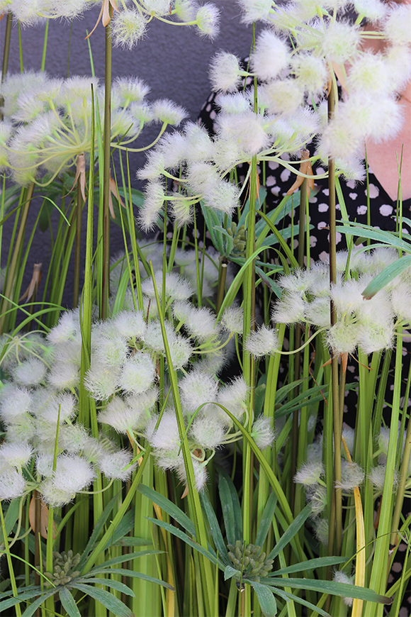 Ferdinando Lechuza, trawa w grafitowej donicy, wys.153cm