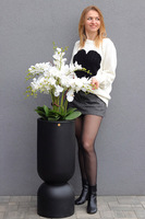 Clepsidre Black, storczyk podłogowy w pucharze