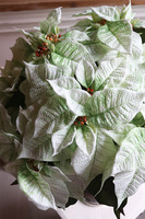 Gwiazda Betlejemska Kreona Biel, kompozycja świąteczna