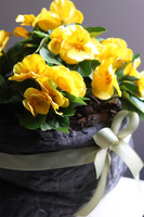 Anielska Wieś Volcan, żółte bratki w naczyniu