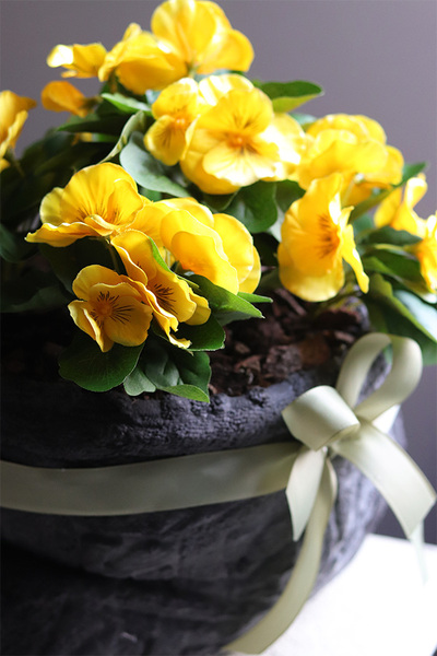 Anielska Wieś Volcan, żółte bratki w naczyniu