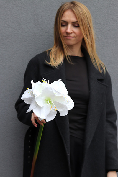 Amarylis White, biały kwiat amarylisa