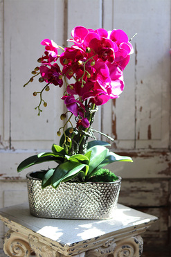 Linda Fuksja, storczyk w srebrnej ceramicznej donicy, wys.58cm