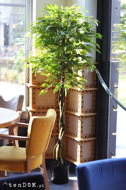 Fikus Benjamin B, sztuczna roślina w doniczce, wys.165cm 