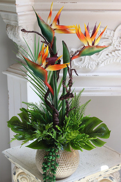 Strelicja Anite, kompozycja w złotej donicy, wys.58cm