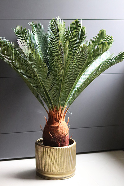 Cykas Gold Line, sztuczna roślina w złotej donicy