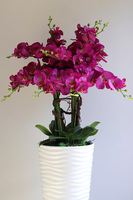 Gizelle Fuksja New, gumowy storczyk w białej donicy