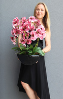 Hefratia Blackino, gumowy storczyk w czarnej donicy, wys.59cm