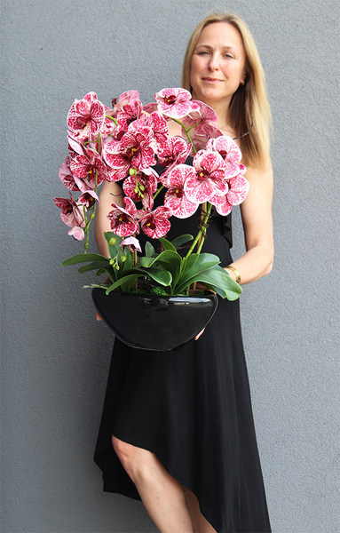 Hefratia Blackino, gumowy storczyk w czarnej donicy, wys.59cm