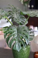 Monstera Belia Green, roślina w ozdobnej donicy