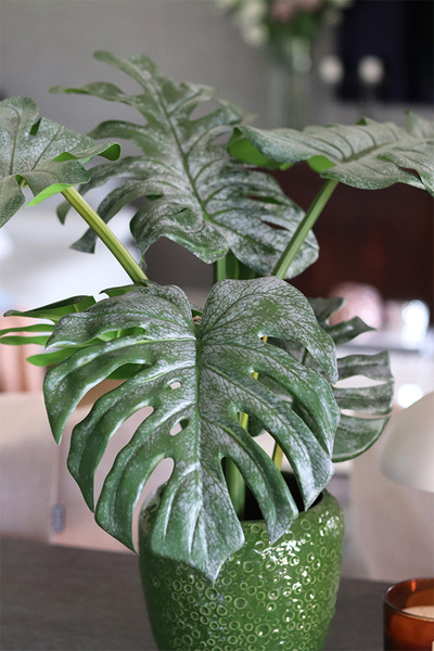 Monstera Belia Green, roślina w ozdobnej donicy