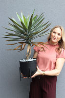 Jukka Florida Black, sztuczna roślina w ozdobnej donicy