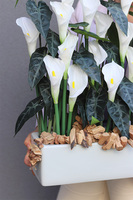 Kalle Biel Deluxe, kompozycja kwiatowa w donicy