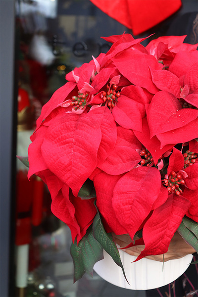 Gwiazda Betlejemska Moment, wysokiej jakości sztuczna roślina