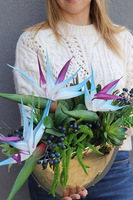  Strelicja Laos Blue, dekoracja kwiatowa do wnęki