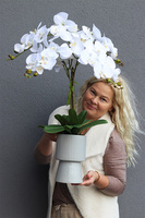 Nerette, storczyk w nowoczesnym pucharze
