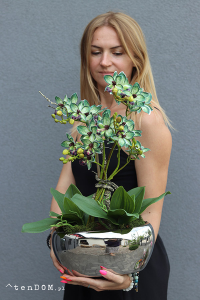 Thai Glamour, zielony storczyk w doniczce