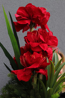 Amarylis Silverro, zimowa kompozycja w osłonce