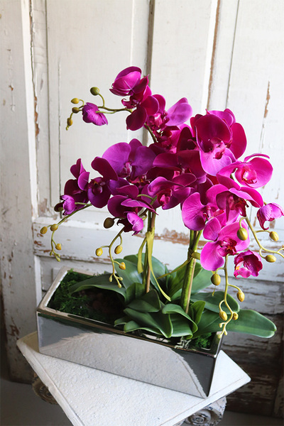 Leono Fuksja, storczyk w lustrzanej donicy, wys.52cm  