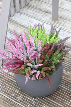 Wrzosowisko Fiberglass, wrzosy w szarej donicy, wym.42x50cm