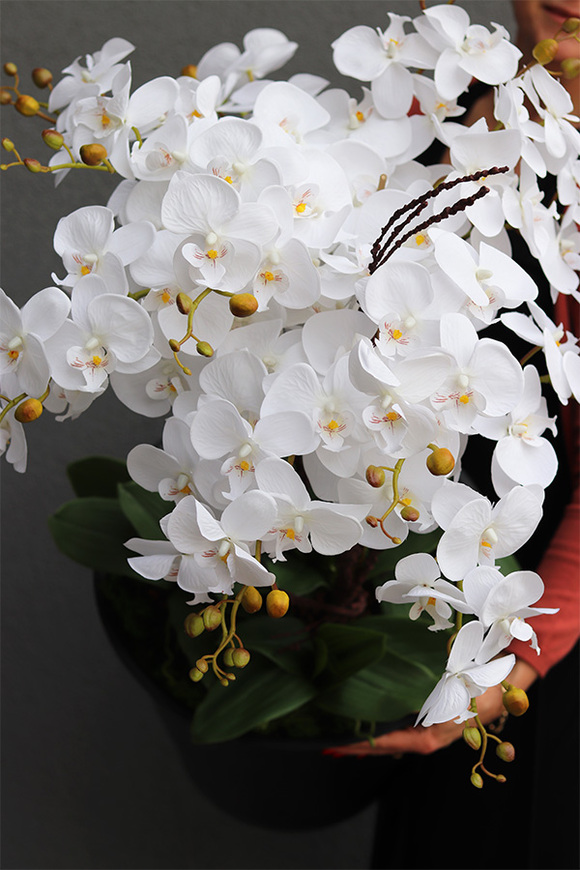 Sylvinia storczyk w twoim wkładzie