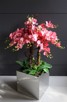 ekskluzywny storczyk w stalowej donicy, Koralovy Mirror Cube