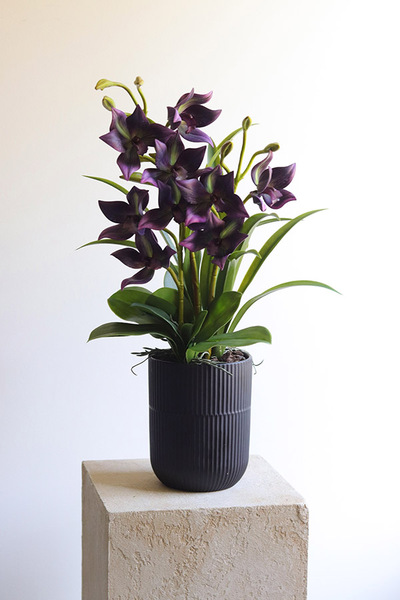 Jenny Harlow, gumowy storczyk w donicy