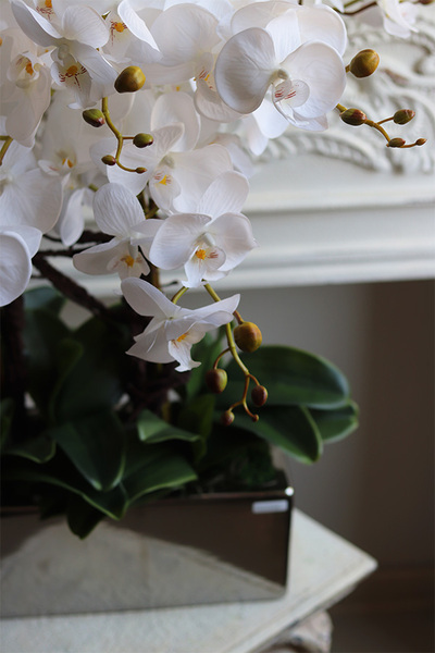  Infinity Eveline, storczyk w lustrzanej donicy