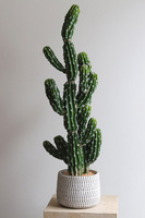 Kaktus A, sztuczna roślina w osłonce z tworzywa sztucznego, dł.83cm