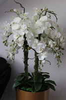 Golderia Copper Matte, elegancki storczyk podłogowy w miedzianej donicy, wys.130cm 