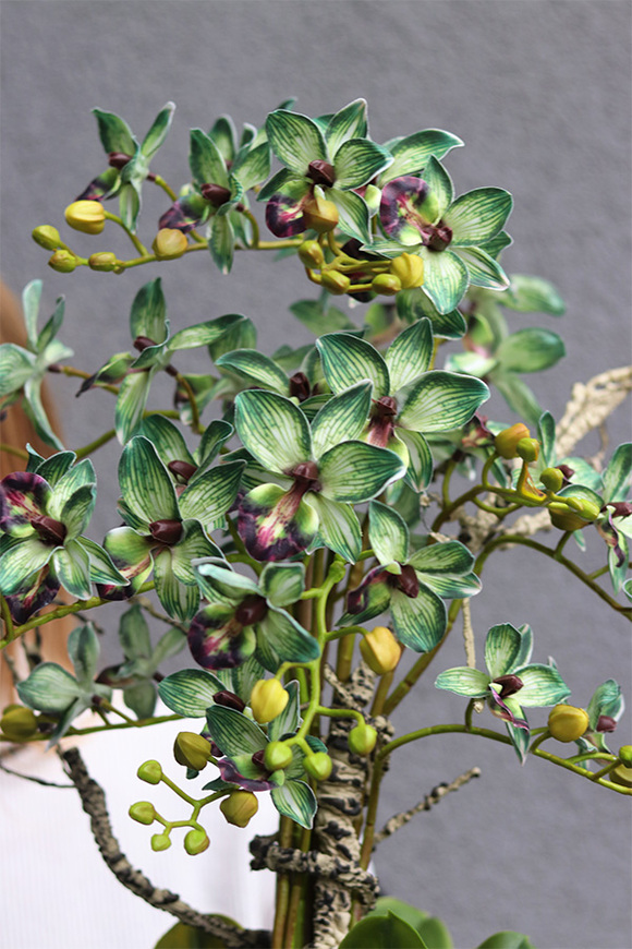 Green Tulippo, zielony storczyk w doniczce