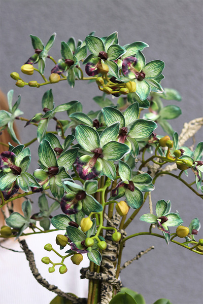 Green Tulippo, zielony storczyk w doniczce