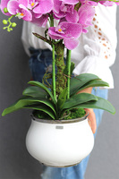 Pink Cabello, różowy gumowy storczyk w donicy