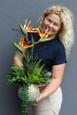 Strelicja Anite, kompozycja w złotej donicy, wys.58cm