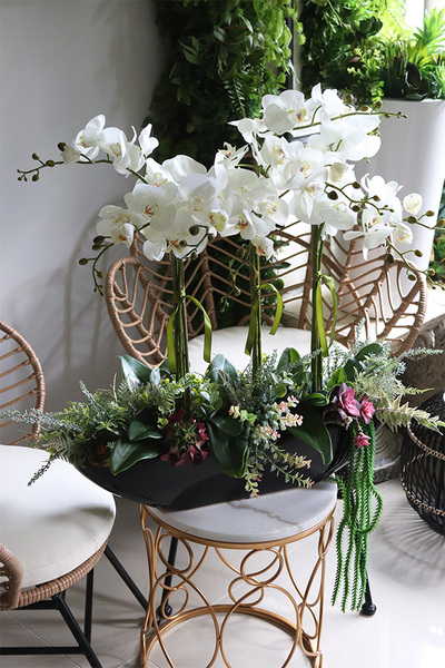 Asiano Laos Black, ekskluzywny storczyk z sukulentami, wym.71x60cm 